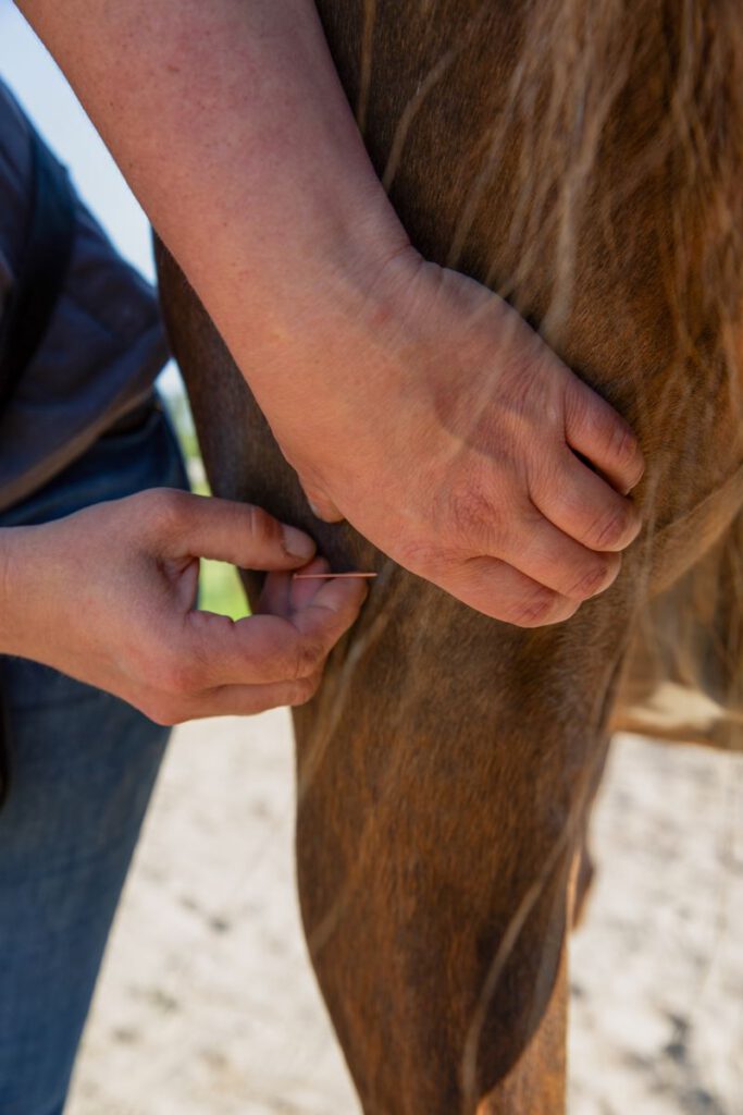 Dry Needling und Myopunktur am Pferd