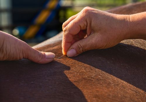 pferdeosteopathie-loxstedt-dryneedling