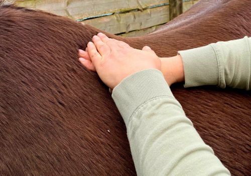 Pferdeosteopathie Loxstedt - Faszienbehandlung am Pferd