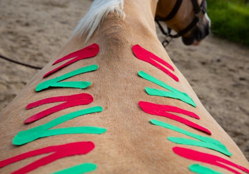 pferdeosteopathie-loxstedt-taping